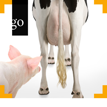 tierschutz-landwirtschaftliche-nutztiere.jpg