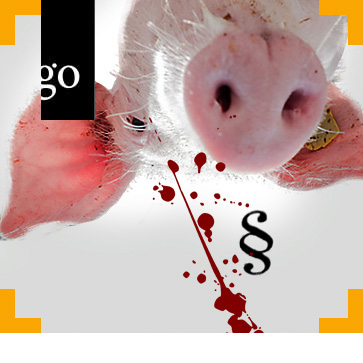 tierschutz-schlachtbetrieb.jpg